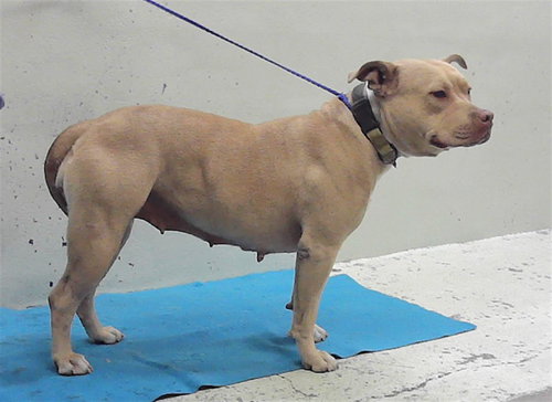 picture of the dog needing adoption
