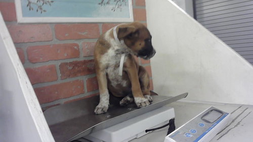 picture of the dog needing adoption