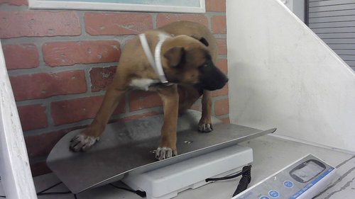 picture of the dog needing adoption