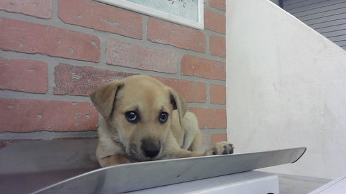 PAX, an adoptable German Shepherd Dog in Houston, TX