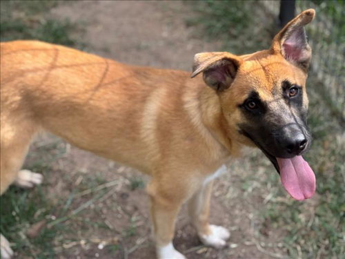 TEDDY, an adoptable German Shepherd Dog in Houston, TX