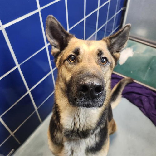 DU MONDE, an adoptable German Shepherd Dog in Houston, TX