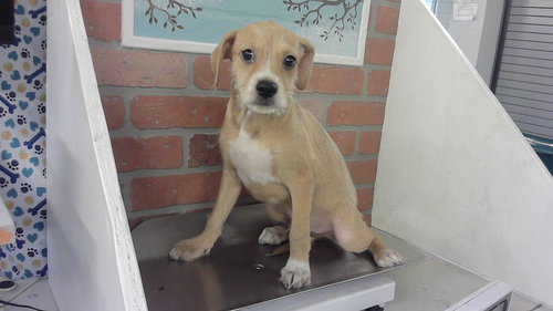 TOBY, an adoptable German Shepherd Dog in Houston, TX