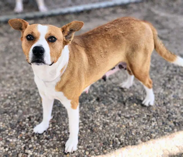 Canela - American Foxhound