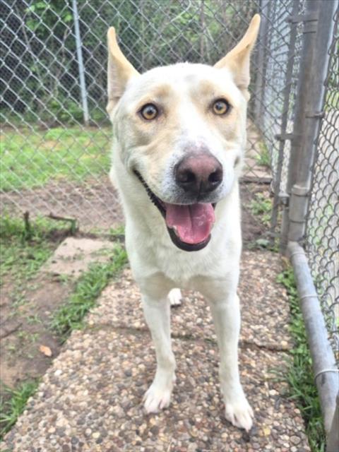 ANGEL, an adoptable Carolina Dog in Houston, TX