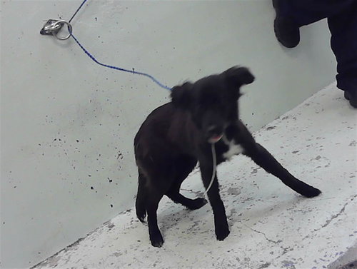BELLE, an adoptable Border Collie in Houston, TX