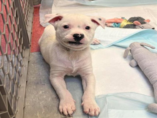 JUNIPER, an adoptable Dogo Argentino in Houston, TX