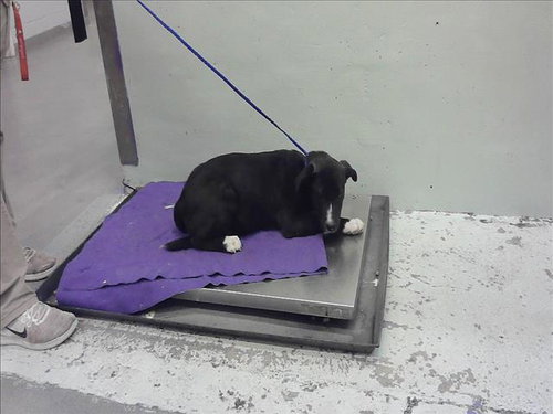 EMMETT, an adoptable Labrador Retriever in Houston, TX