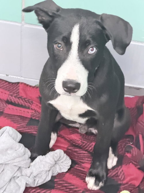 MARIO, an adoptable Staffordshire Bull Terrier in Houston, TX