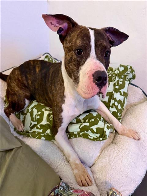 STEWIE, an adoptable Staffordshire Bull Terrier in Houston, TX