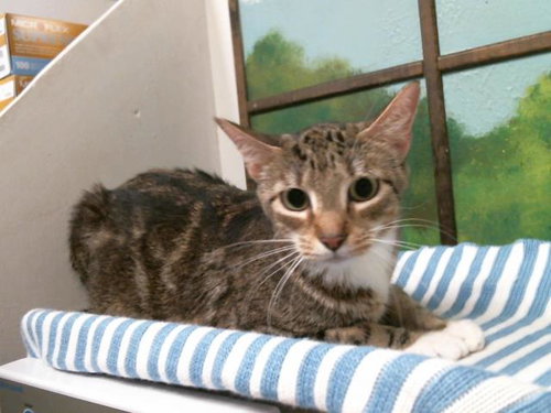 picture of the cat needing adoption