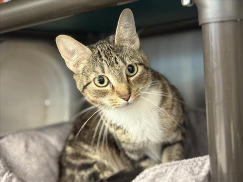 DANA, Adult Domestic Short Hair / Mixed (short coat), cat for adoption in Friendswood, Texas