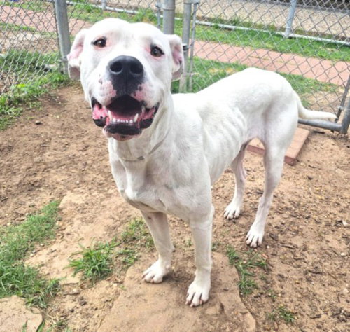 BONI, an adoptable Dogo Argentino in Houston, TX