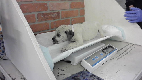 A2065847, an adoptable Staffordshire Bull Terrier in Houston, TX