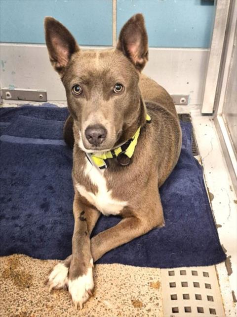 ROCKY, an adoptable Staffordshire Bull Terrier in Houston, TX