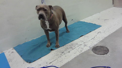 picture of the dog needing adoption