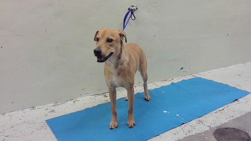 picture of the dog needing adoption