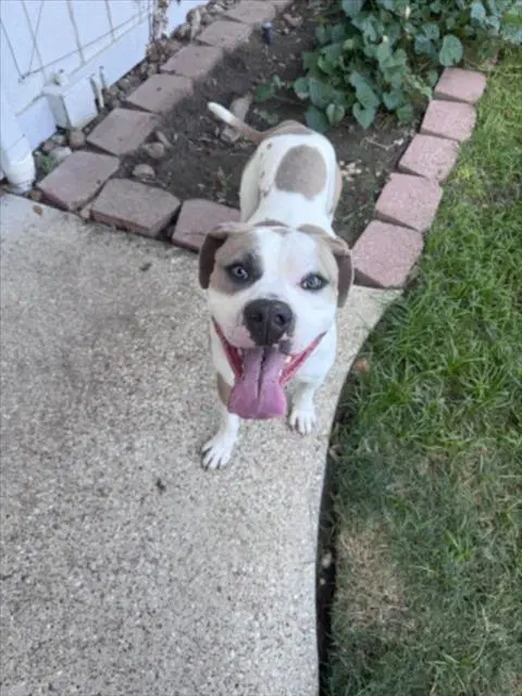 Duke - American Bulldog