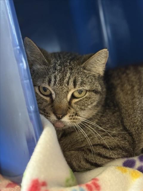 picture of the cat needing adoption