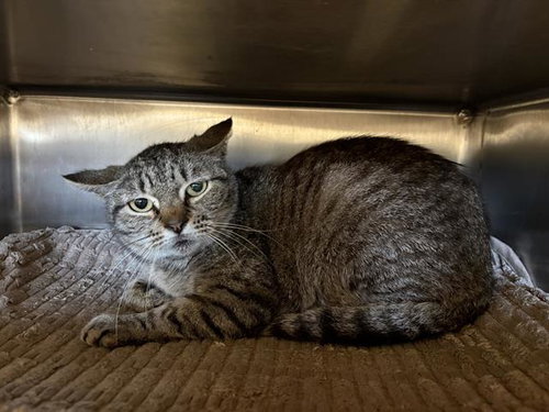 BARLY, Adult Domestic Short Hair / Mixed (short coat), cat for adoption in Friendswood, Texas