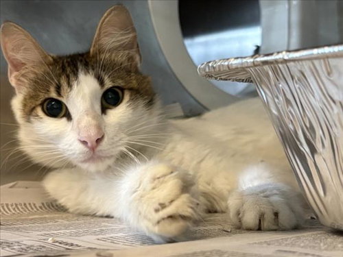 picture of the cat needing adoption