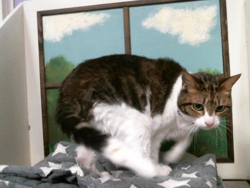 picture of the cat needing adoption
