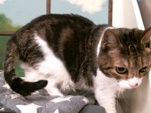picture of the cat needing adoption