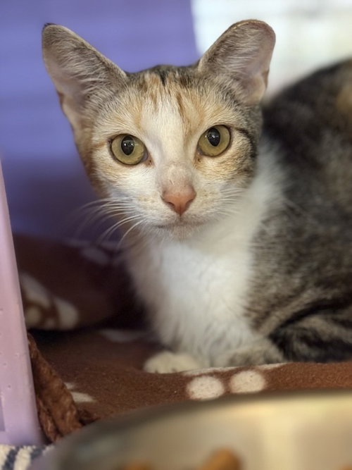picture of the cat needing adoption