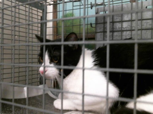 picture of the cat needing adoption