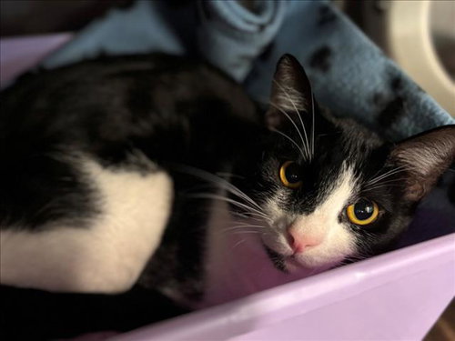 SPOT, Young Domestic Short Hair / Mixed (short coat), cat for adoption in Friendswood, Texas
