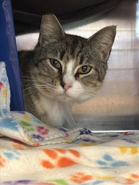 picture of the cat needing adoption