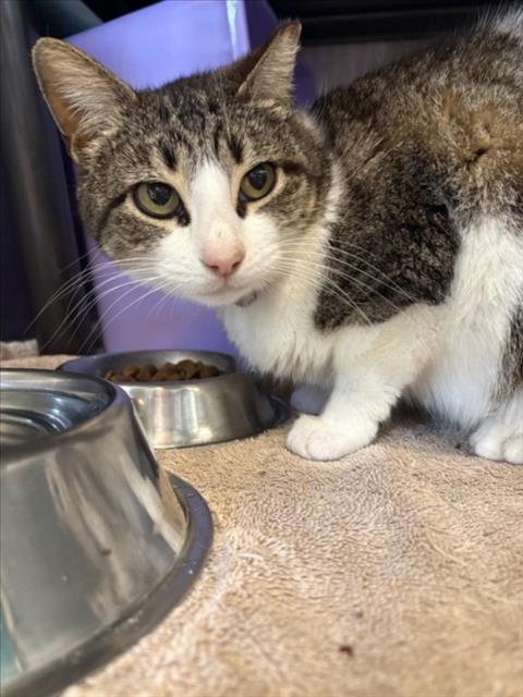 picture of the cat needing adoption