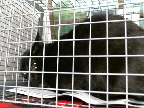 picture of the cat needing adoption