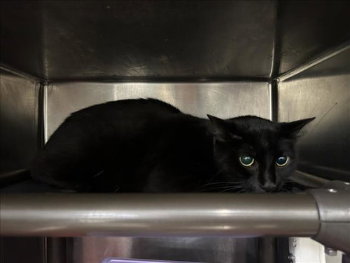 VAMPI, Adult Domestic Short Hair / Mixed (short coat), cat for adoption in Friendswood, Texas
