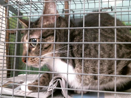 picture of the cat needing adoption
