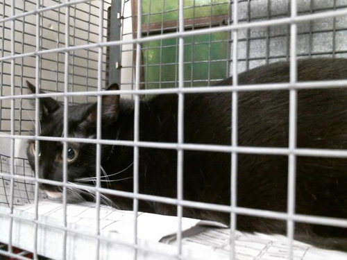 picture of the cat needing adoption