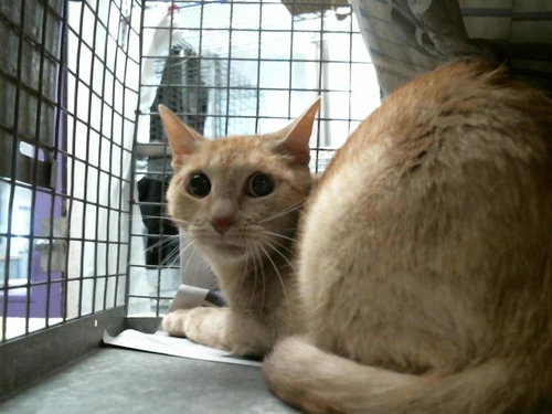 CHEESECAKE, Adult Domestic Short Hair / Mixed (short coat), cat for adoption in Friendswood, Texas