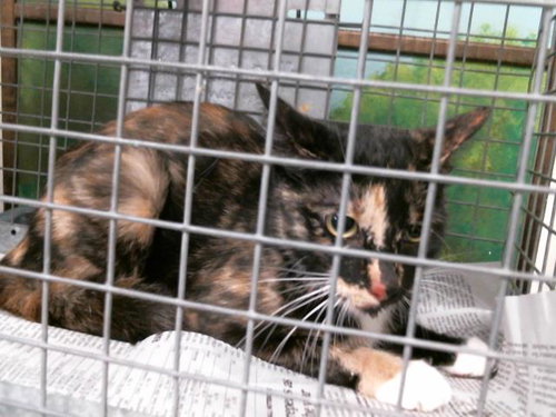 picture of the cat needing adoption
