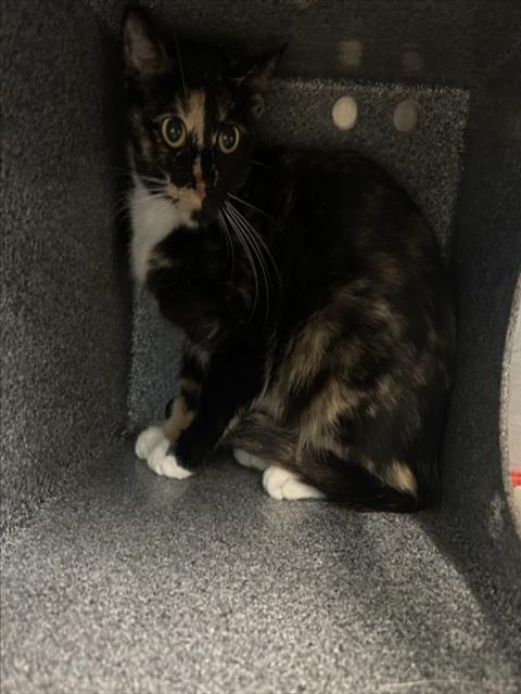 SANDY DEE, Adult Domestic Short Hair / Mixed (short coat), cat for adoption in Friendswood, Texas