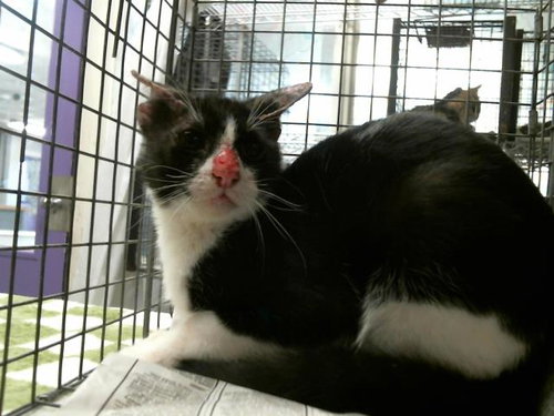 picture of the cat needing adoption