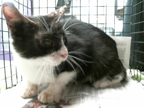 picture of the cat needing adoption