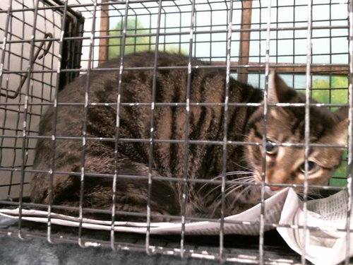 picture of the cat needing adoption