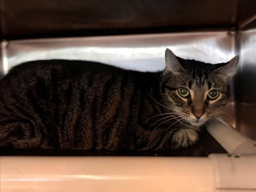 FIONA, Adult Domestic Short Hair / Mixed (short coat), cat for adoption in Friendswood, Texas