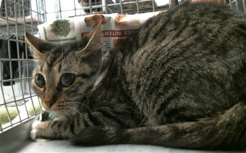KELLY, Adult Domestic Short Hair / Mixed (short coat), cat for adoption in Friendswood, Texas