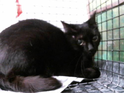 picture of the cat needing adoption