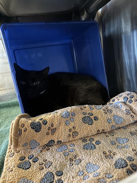 ZAMIRA, Young Domestic Short Hair / Mixed (short coat), cat for adoption in Friendswood, Texas