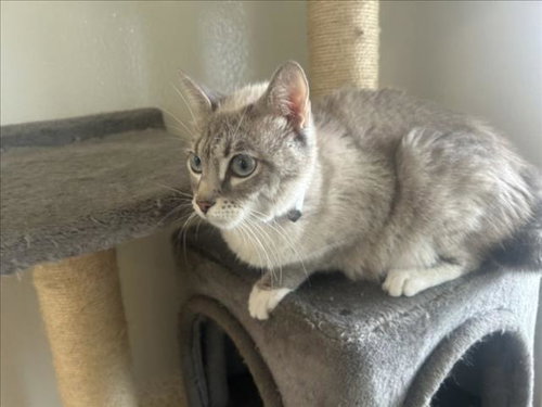 picture of the cat needing adoption
