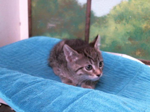 SUSU, Baby Domestic Short Hair / Mixed (short coat), cat for adoption in Friendswood, Texas