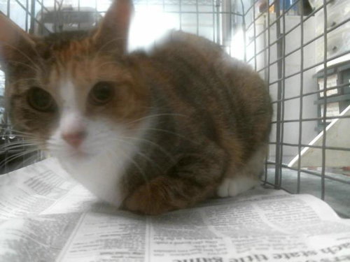picture of the cat needing adoption