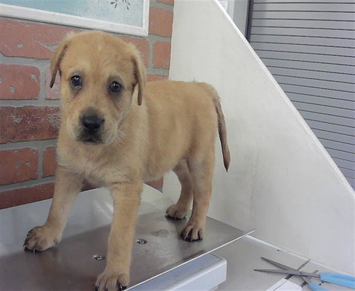 picture of the dog needing adoption